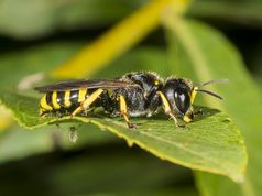 Gravehveps eGravehveps ectemnius ruficornis